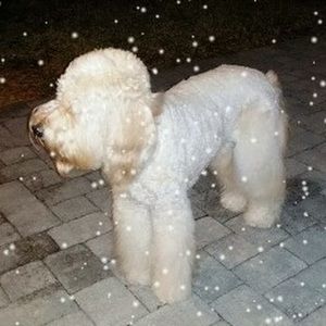 Meet your Posher, Robert